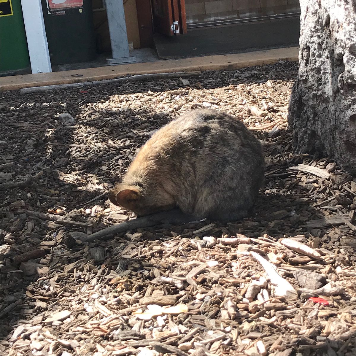 島の繁華街（？）にはそこらじゅうにクオッカがいて、人にもよく馴れてます。
...
