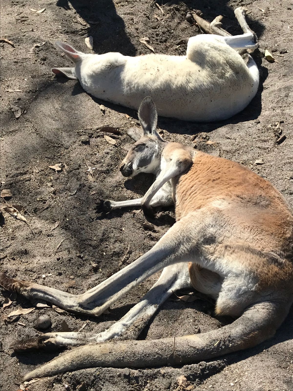 パースでレンタカーを借り、北へ向けて出発。
まずはカバシャム・ワイルドライ...