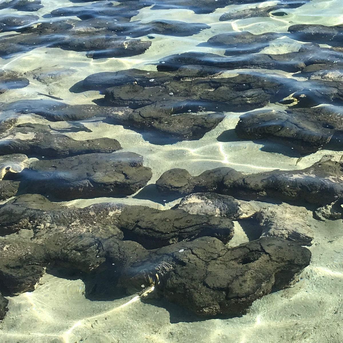 シャークベイの半島の根元にハメリンプールという場所があり、そこには35億年...