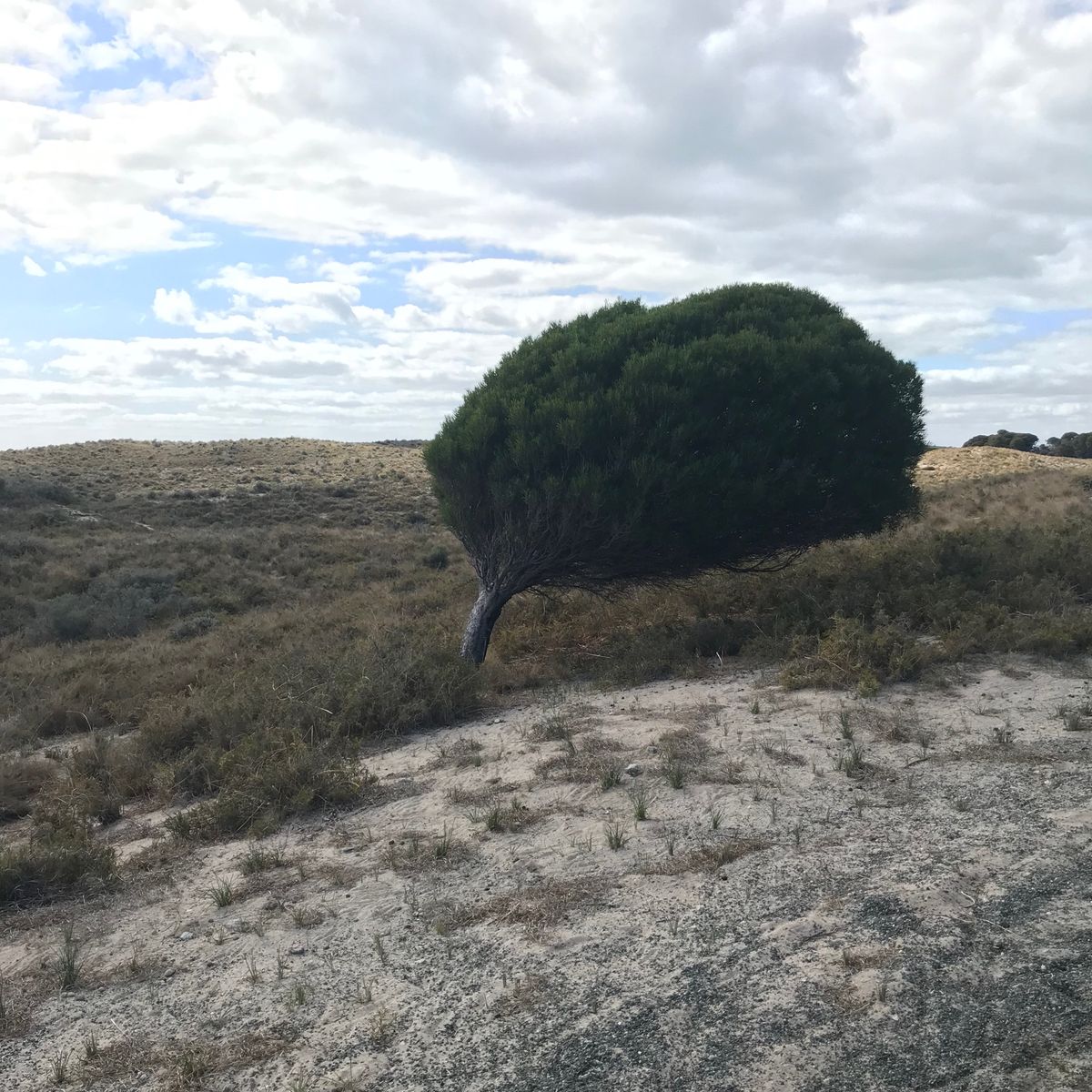 クオッカに会いにフェリーでロットネスト島へ⛴
自転車でまわる事も考えたけど...