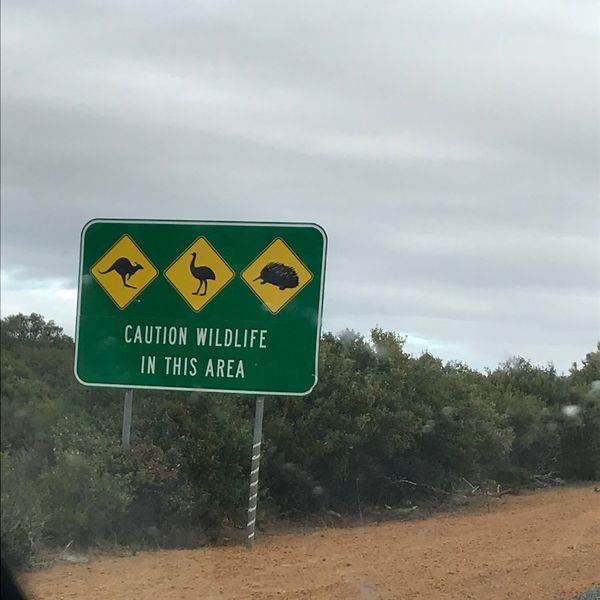 香港・香港「香港経由 西オーストラリアの旅」の写真：オーストラリアには珍しい動物標識がある。...