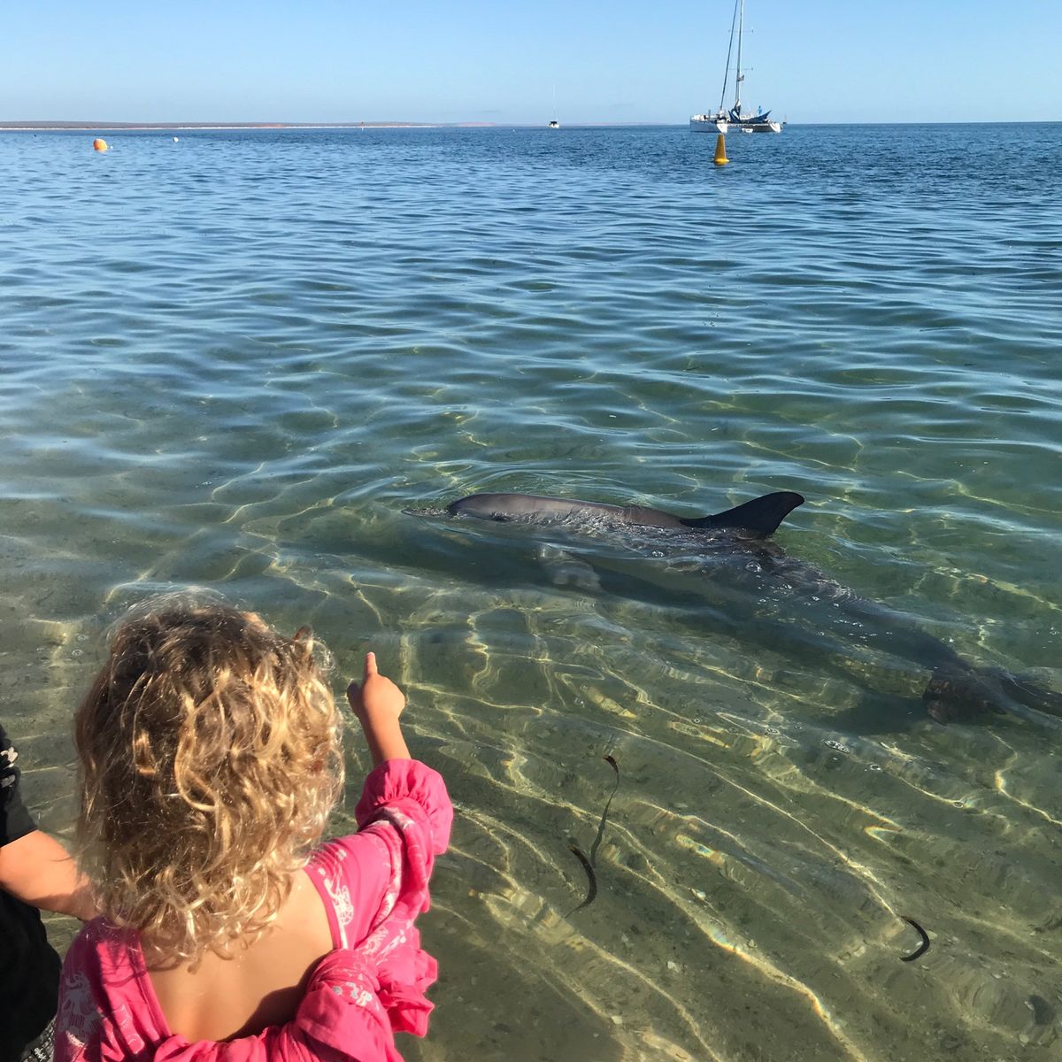 パースから約830km北上して、ついにシャークベイへ。世界遺産です。
あま...