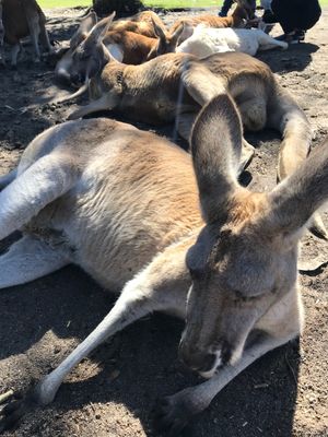 パースでレンタカーを借り、北へ向けて出発。
まずはカバシャム・ワイルドライ...