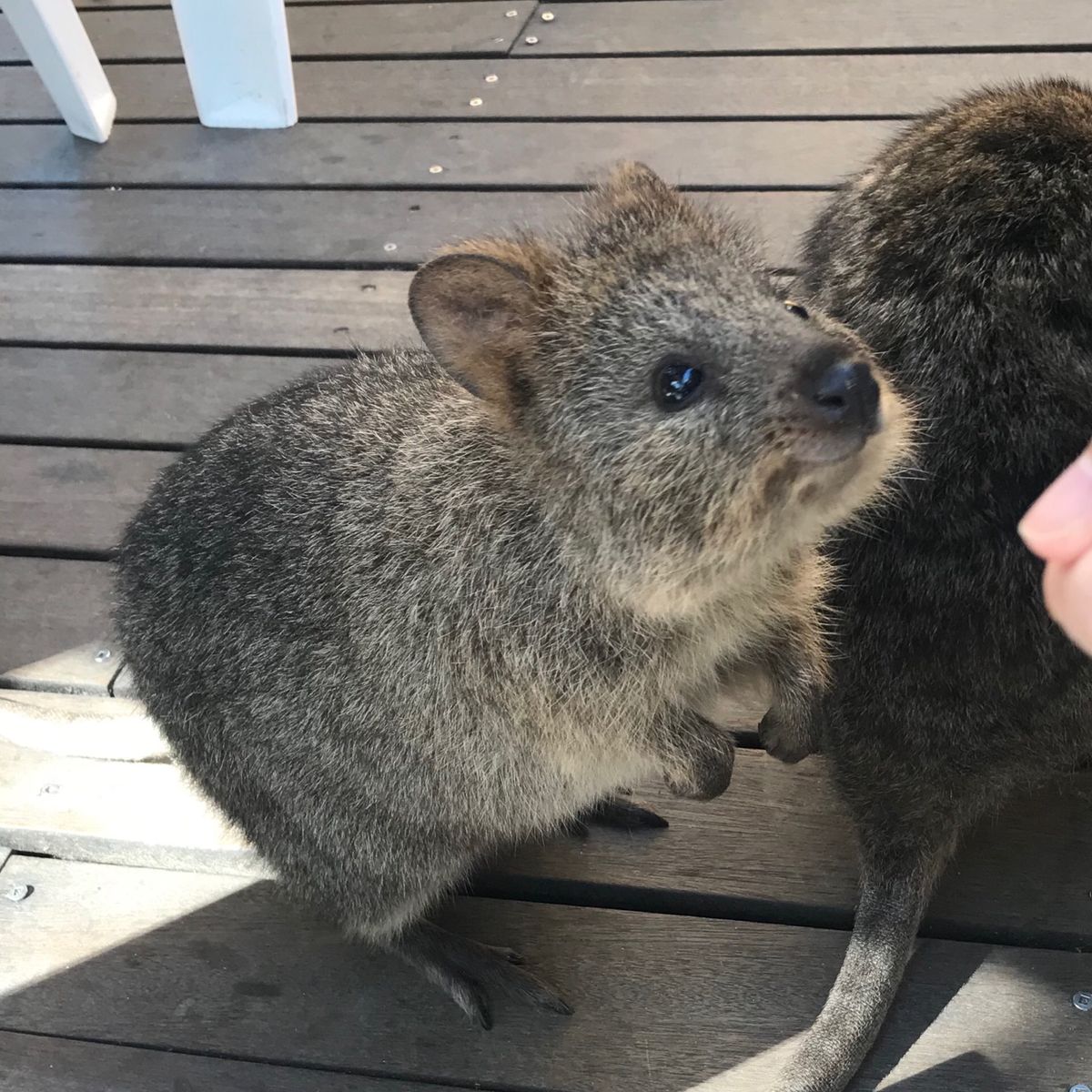 島の繁華街（？）にはそこらじゅうにクオッカがいて、人にもよく馴れてます。
...