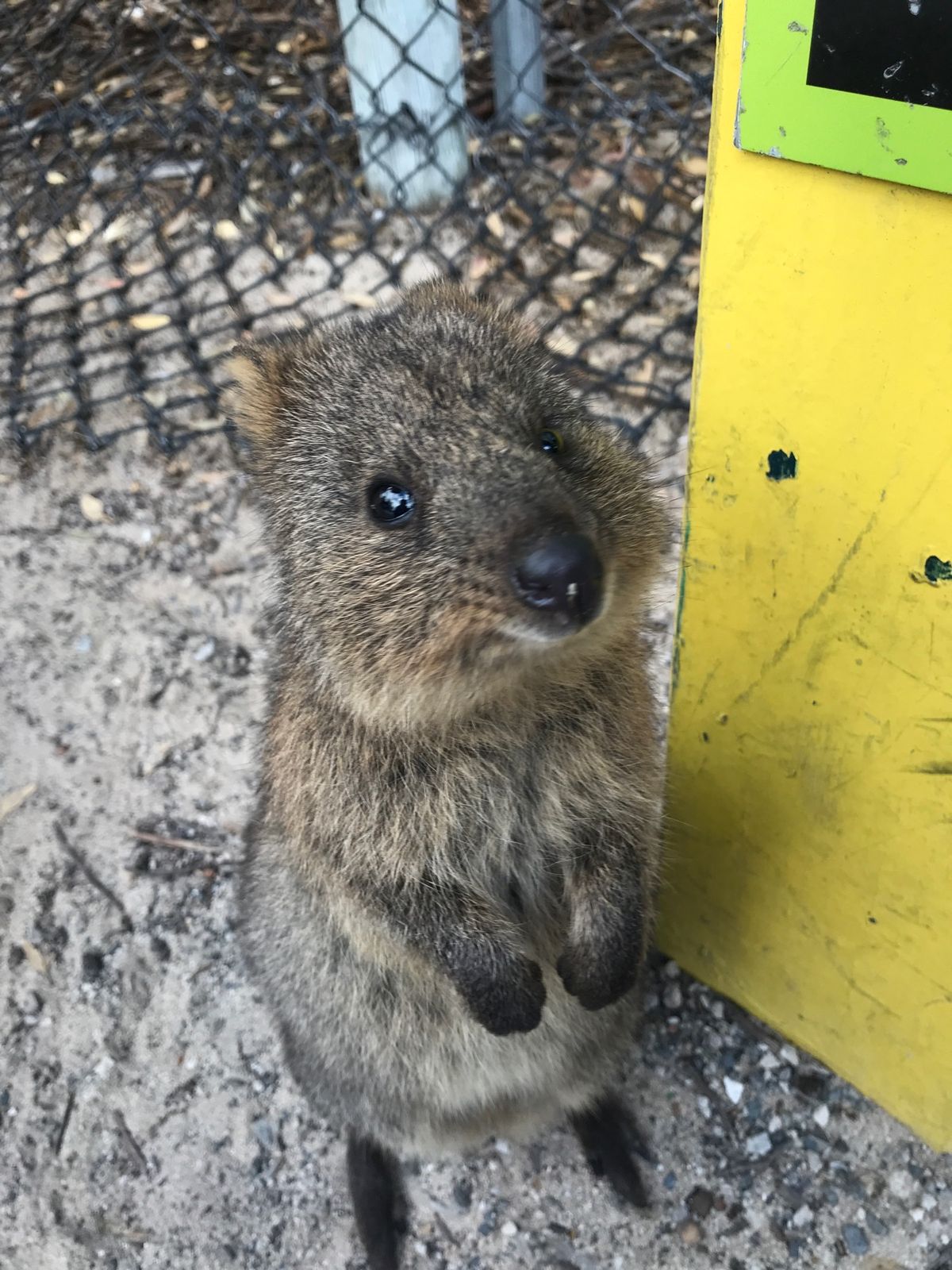 島の繁華街（？）にはそこらじゅうにクオッカがいて、人にもよく馴れてます。
...
