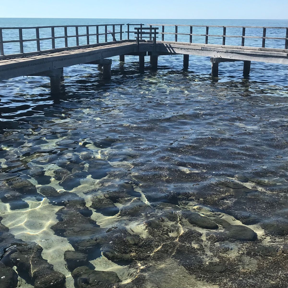 シャークベイの半島の根元にハメリンプールという場所があり、そこには35億年...