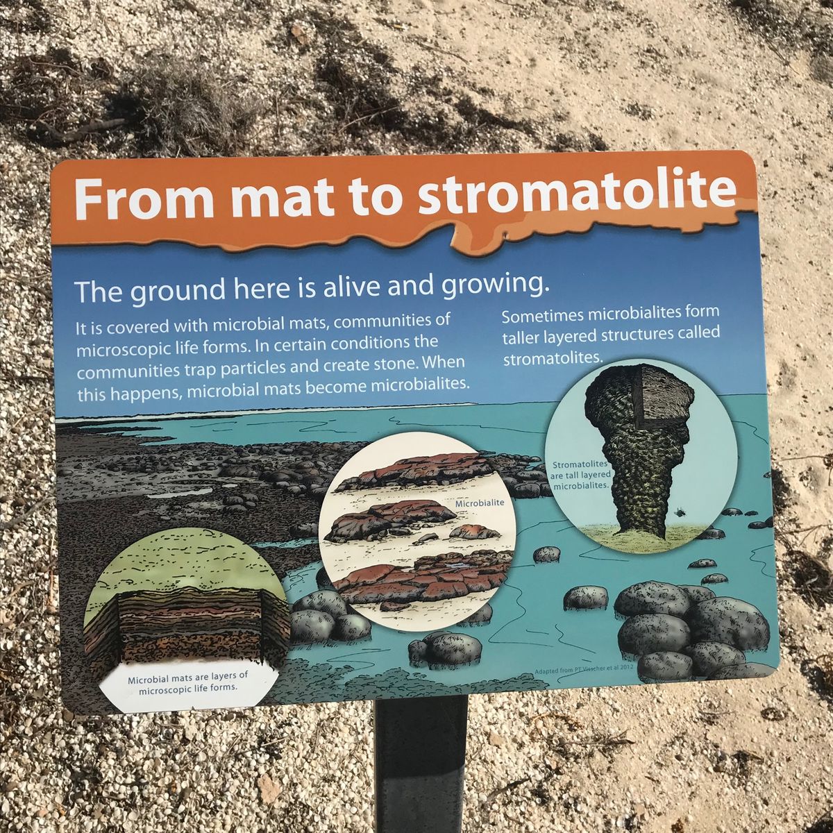 シャークベイの半島の根元にハメリンプールという場所があり、そこには35億年...