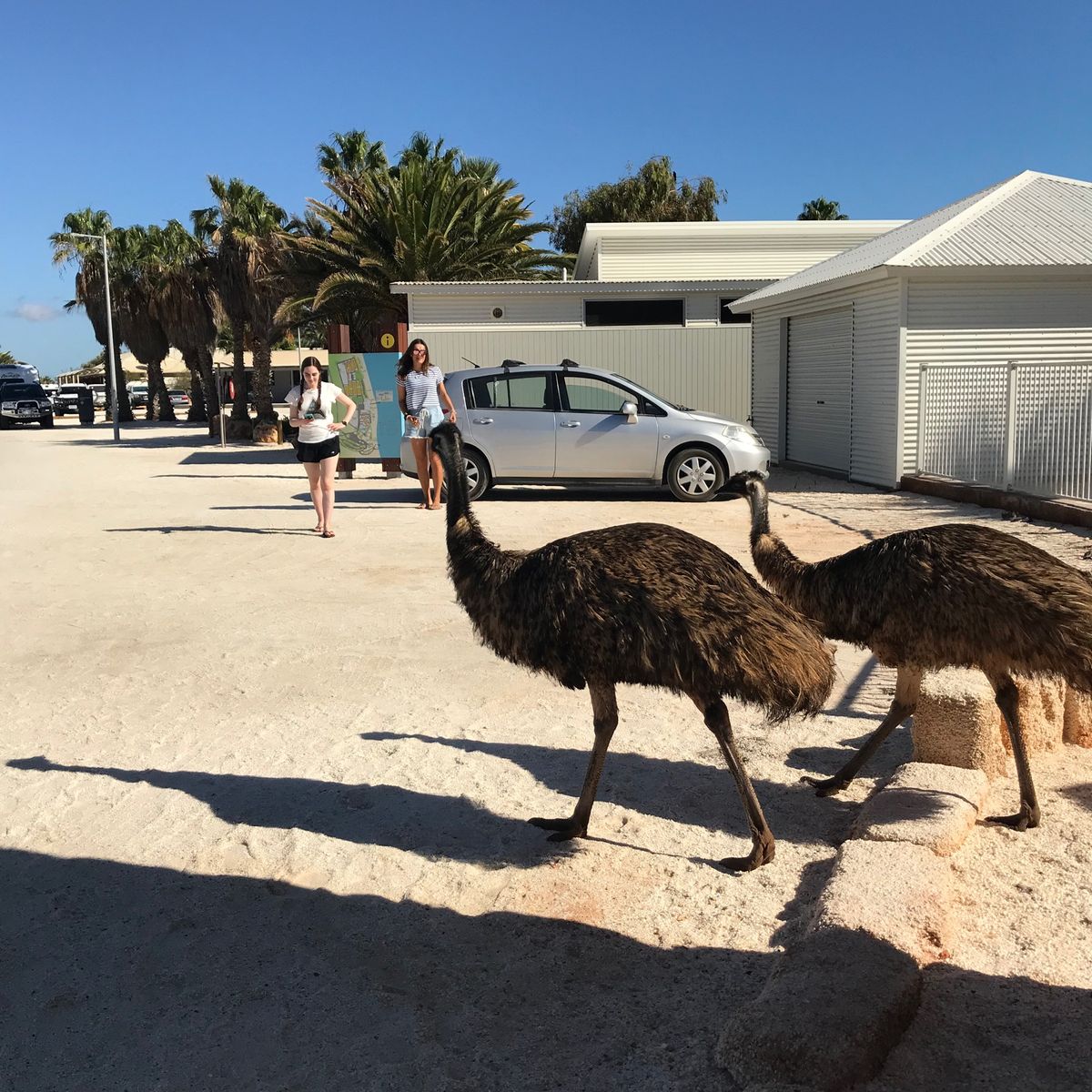 パースから約830km北上して、ついにシャークベイへ。世界遺産です。
あま...