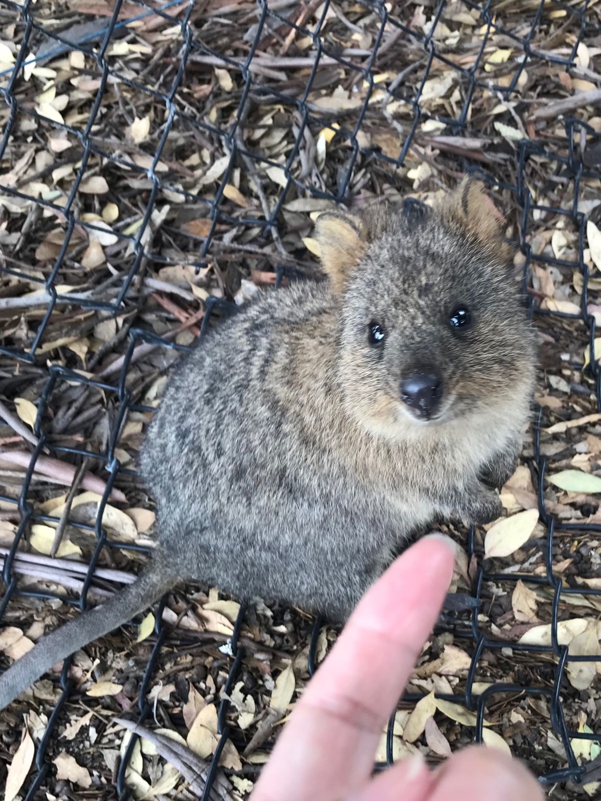 島の繁華街（？）にはそこらじゅうにクオッカがいて、人にもよく馴れてます。
...