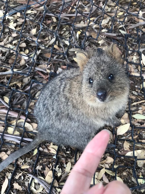 香港・香港「香港経由 西オーストラリアの旅」の写真：島の繁華街（？）にはそこらじゅうにクオッ...