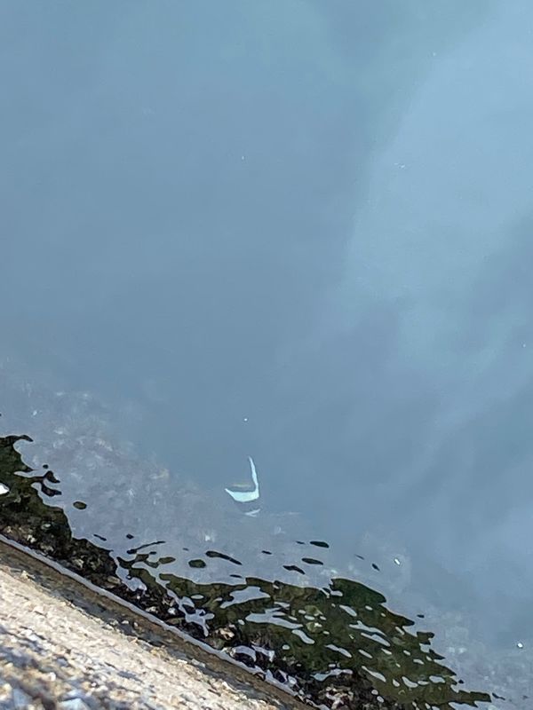 日本・長崎県「対馬旅行」の写真：あいにくの天候でしたが、Ghost of...