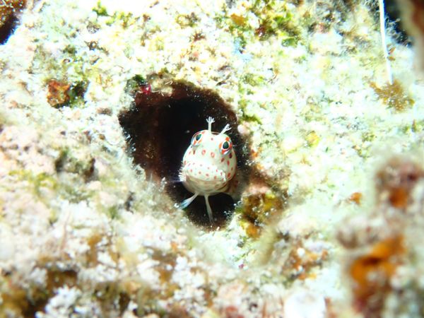日本・沖縄県「8月慶良間ダイビング」の写真：繁華街へは行かず大人しくダイビング合宿