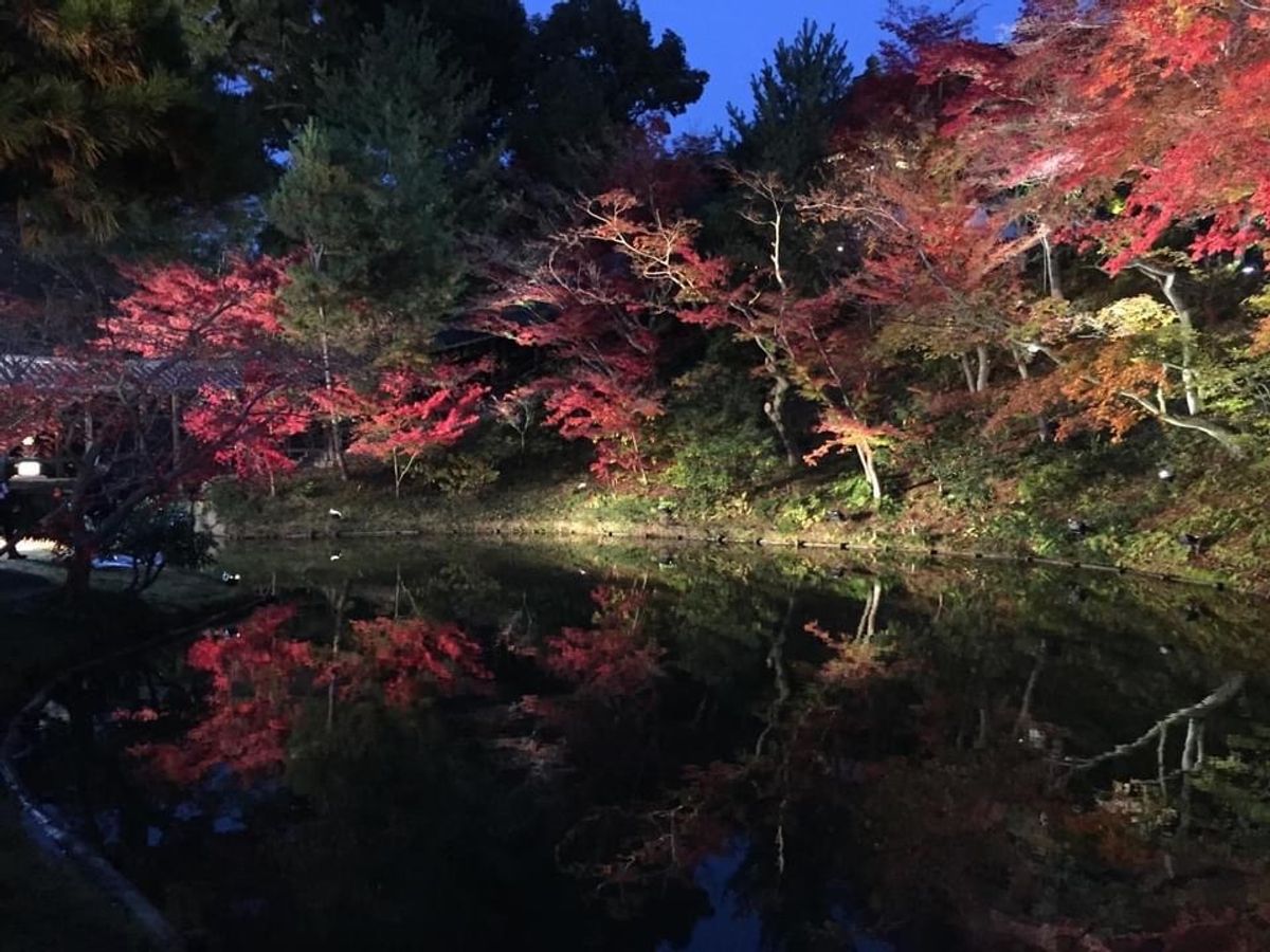 高台寺のライトアップの紅葉