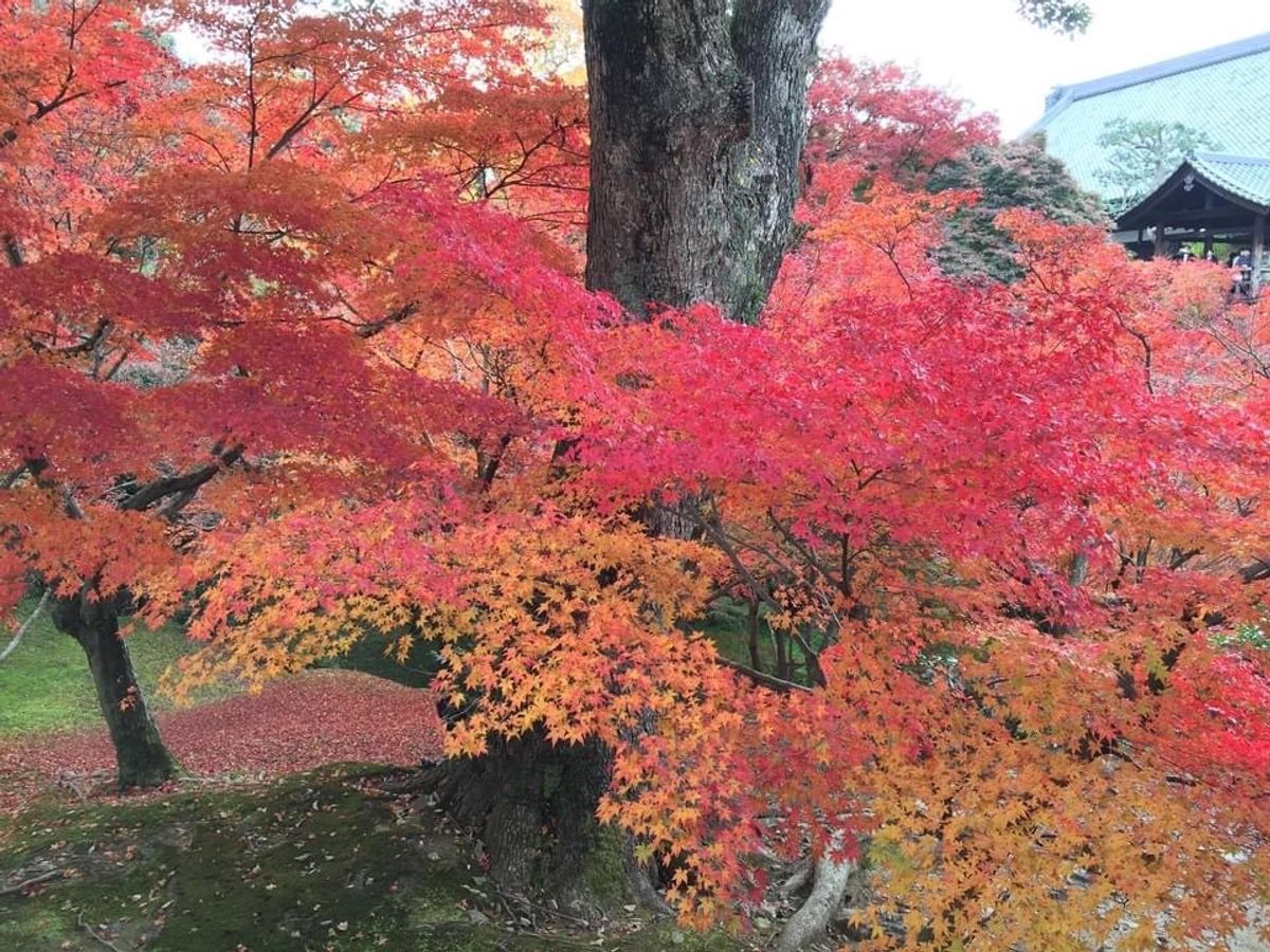 京都でも有数の紅葉の名所東福寺