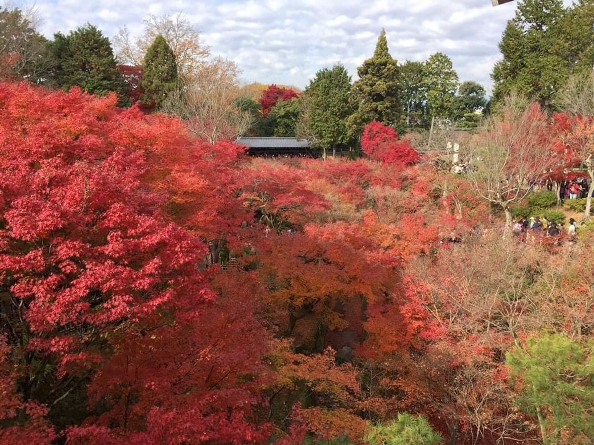 京都でも有数の紅葉の名所東福寺