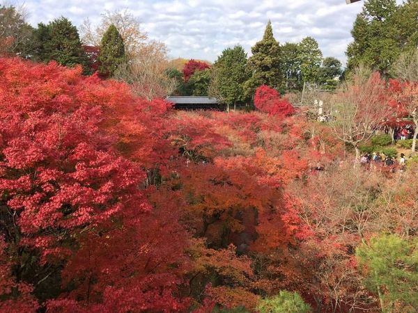 日本・京都府「京都・紅葉」の写真：京都でも有数の紅葉の名所東福寺
