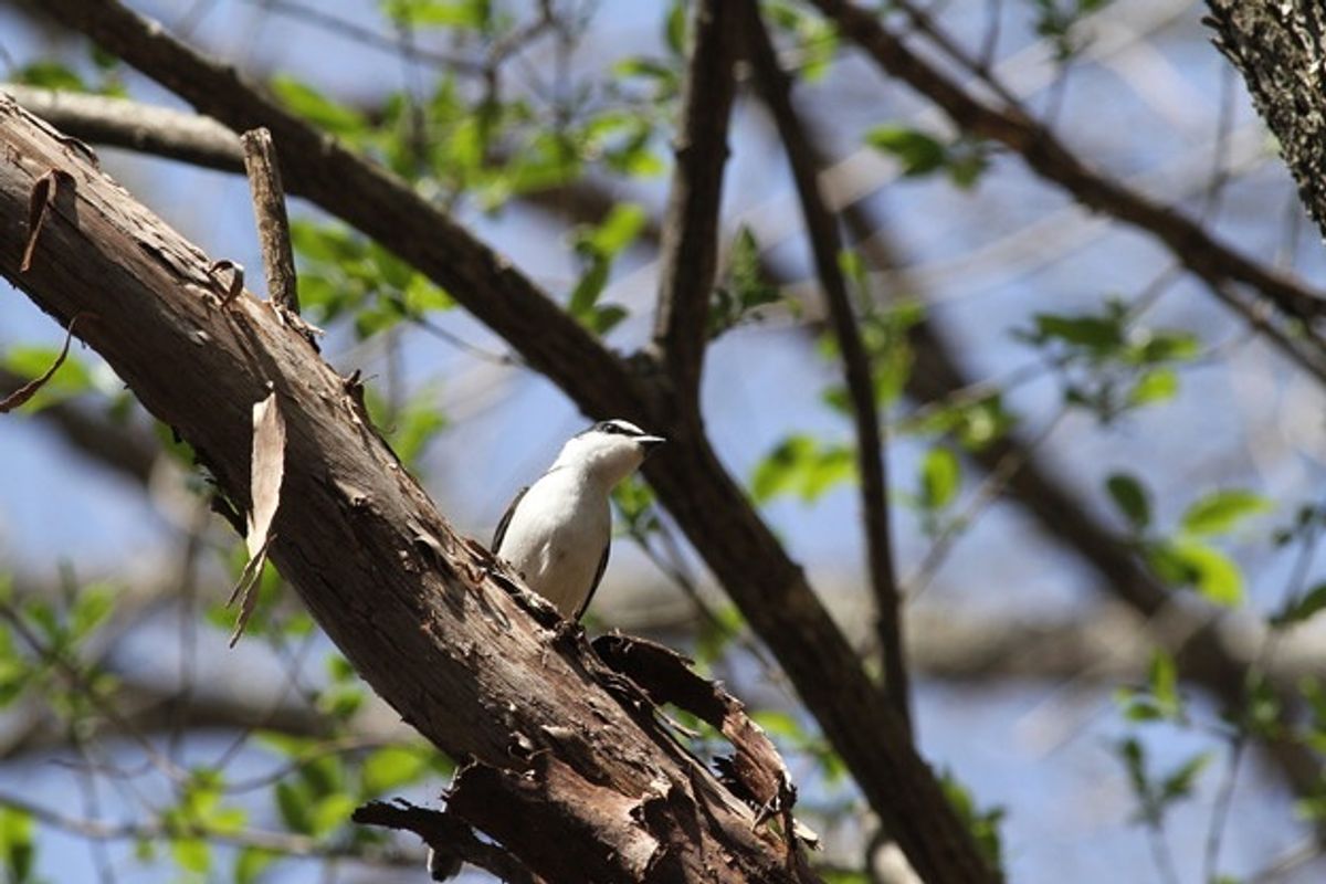 オオルリ、サンショウクイ、ミソサザイ、コガラなど。多くの野鳥に出会う事がで...