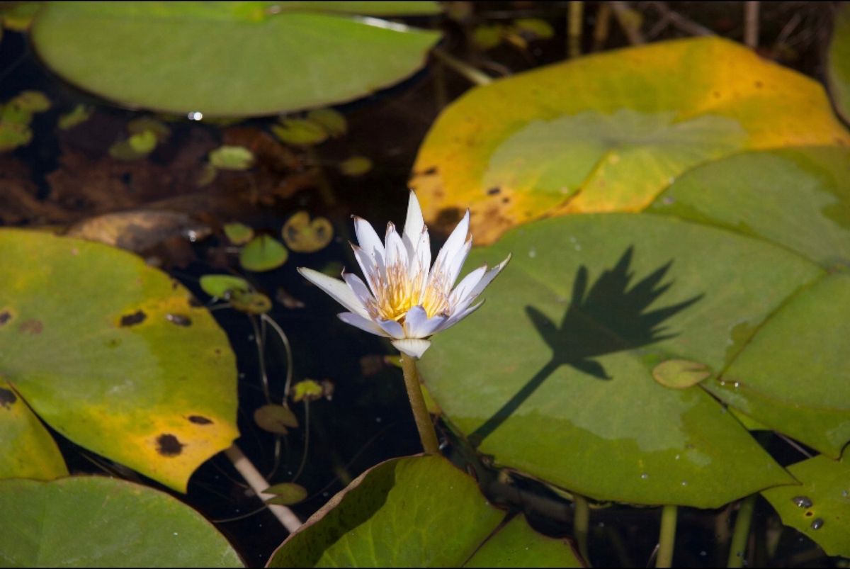 エジプト
●アレキサンドリア　カイトベイ要塞
●エジプト考古学博物館の池に...