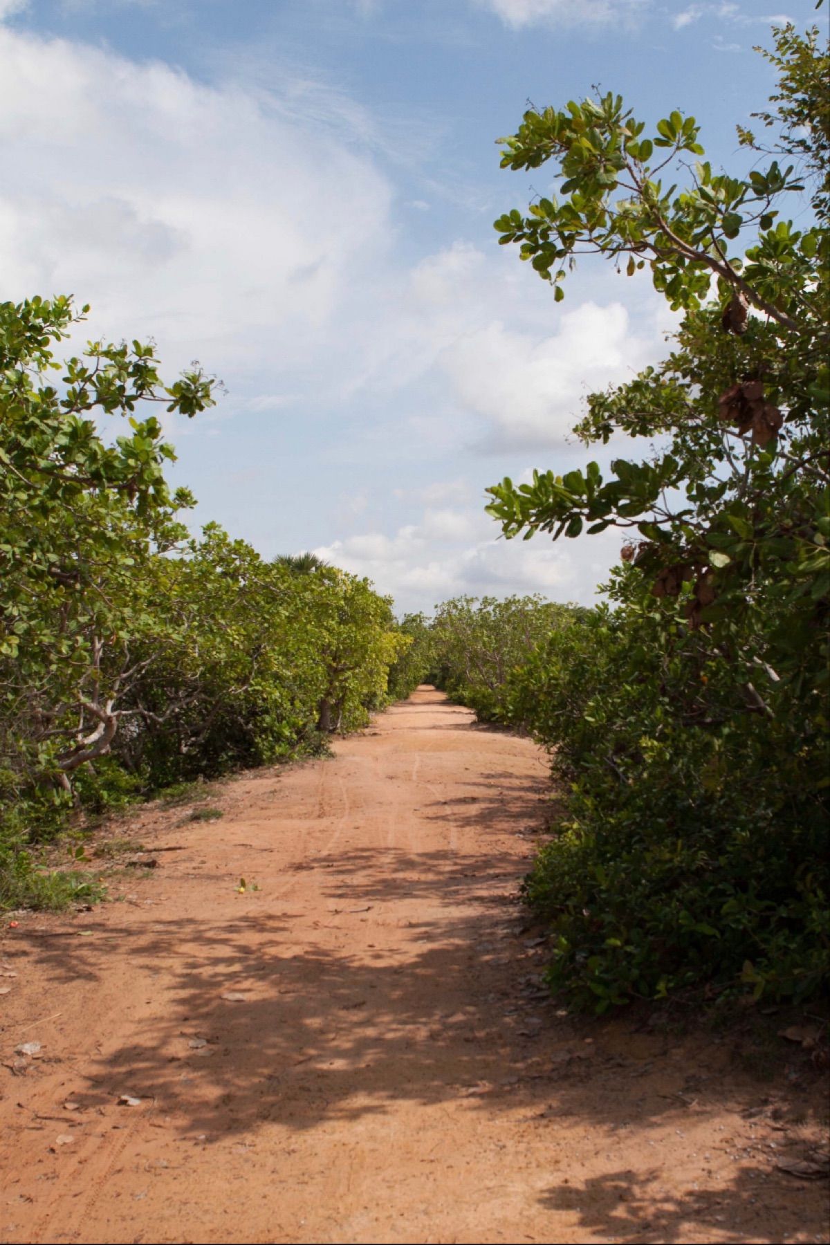 カンボジア
●一ノ瀬泰造の墓に行く道順
●一ノ瀬泰造の墓に行く赤土の道
●...
