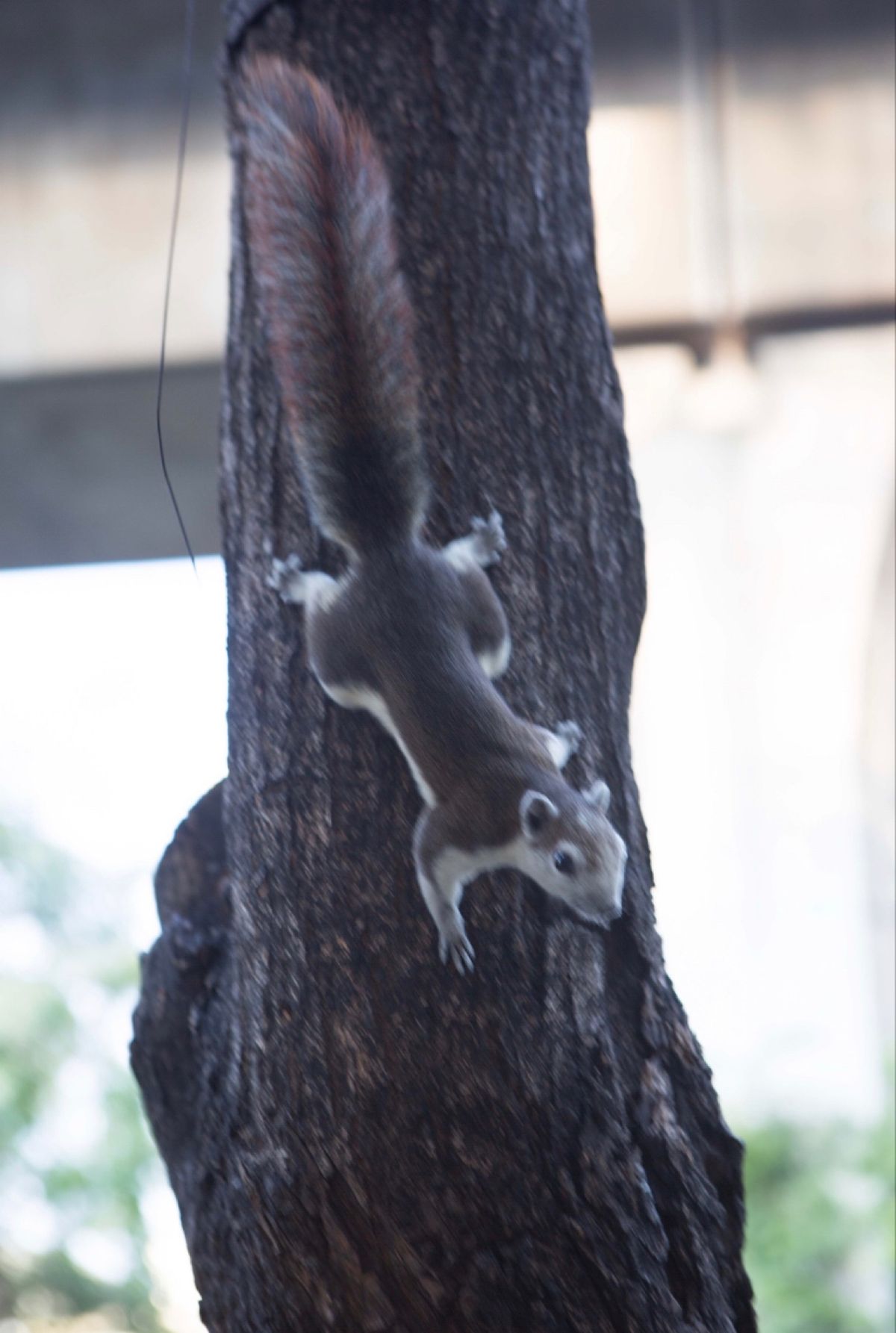 バンコク
●ワット・ポー
●ワット・ポーの涅槃仏
●街路樹のリス
アムパワ...
