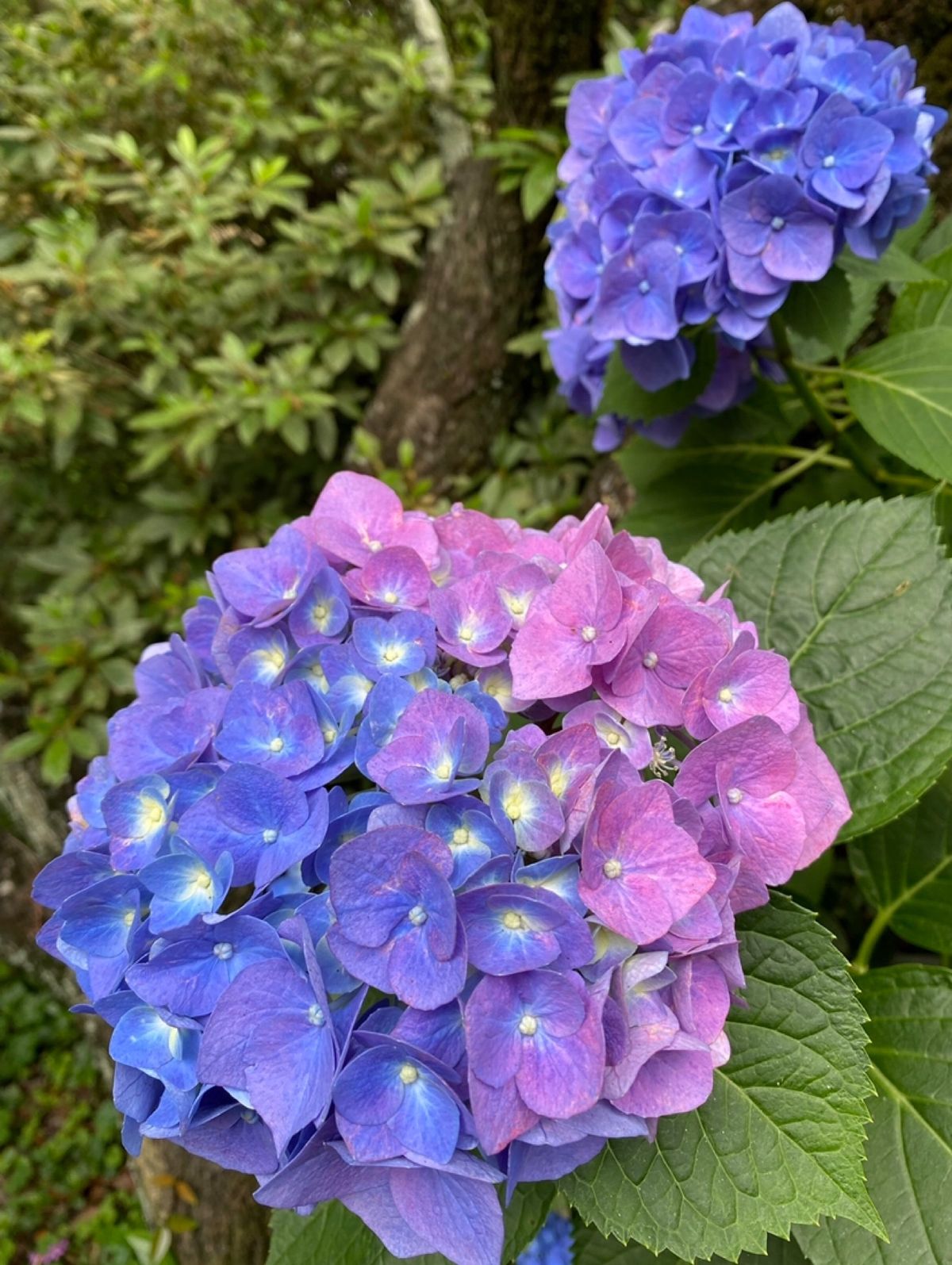 ●梅宮大社
●梅宮大社の２色の紫陽花
●あだしの念仏寺
●祇王寺の花手水
...