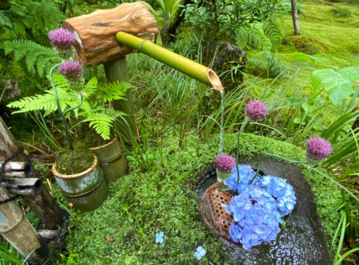 ●梅宮大社
●梅宮大社の２色の紫陽花
●あだしの念仏寺
●祇王寺の花手水
...