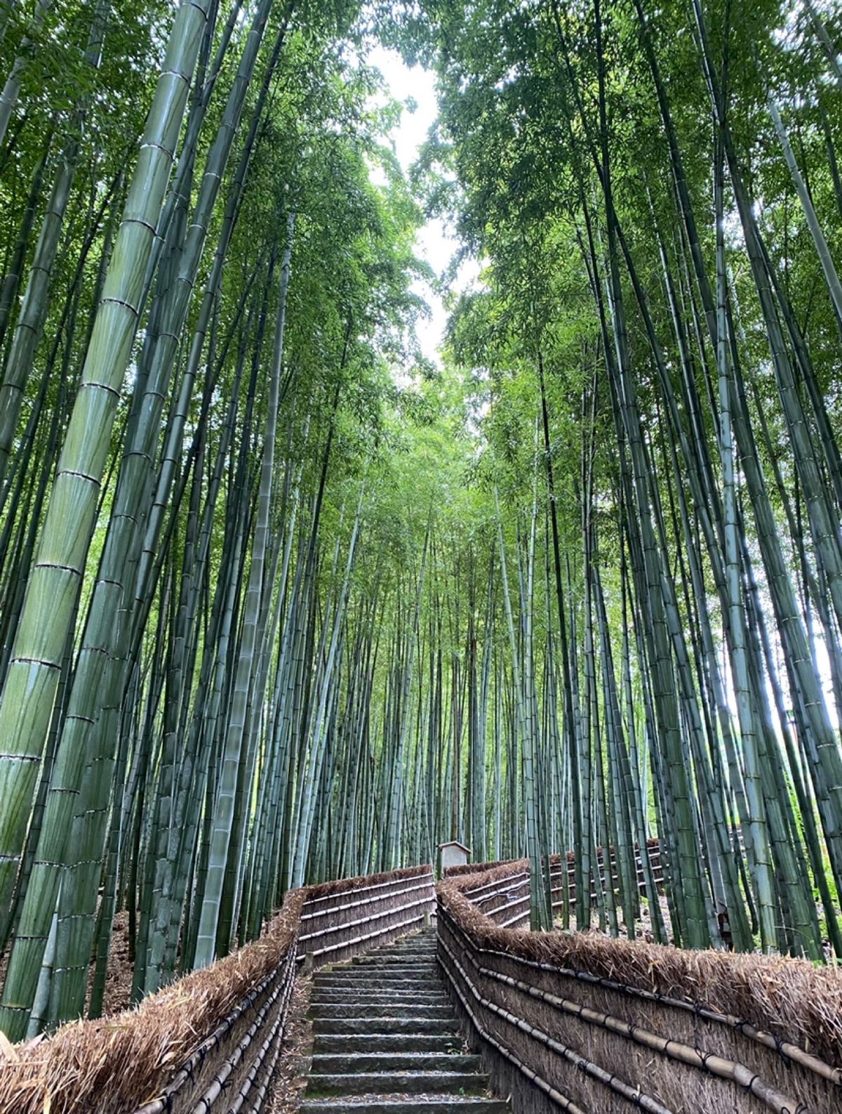 ●梅宮大社
●梅宮大社の２色の紫陽花
●あだしの念仏寺
●祇王寺の花手水
...