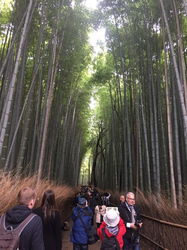 日本・京都府「桜🌸京都」の写真
