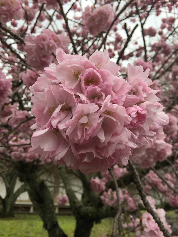 日本・京都府「桜🌸京都」の写真