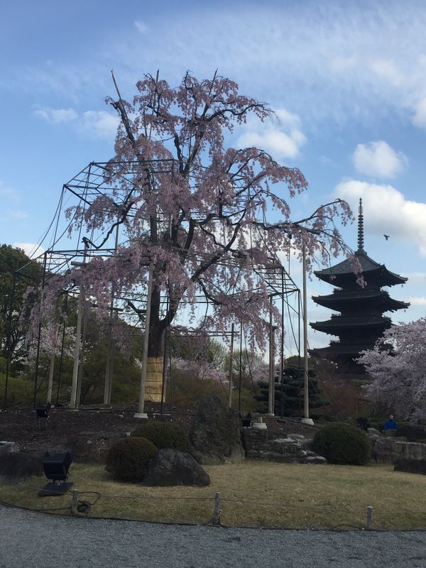 日本・京都府「桜🌸京都」の写真
