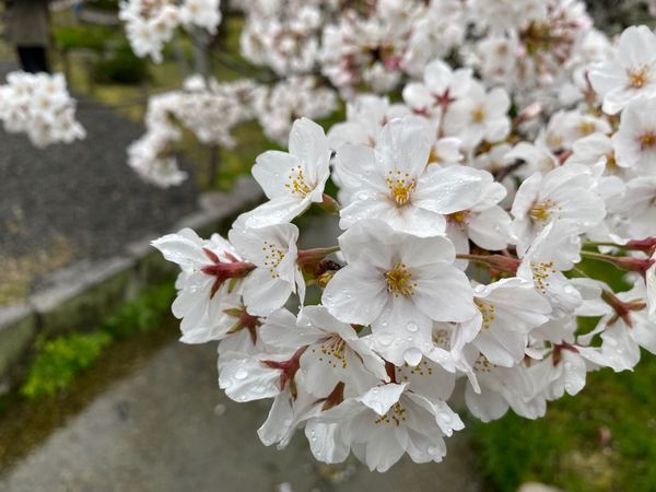 日本・京都府「LIVE&京都🌸」の写真