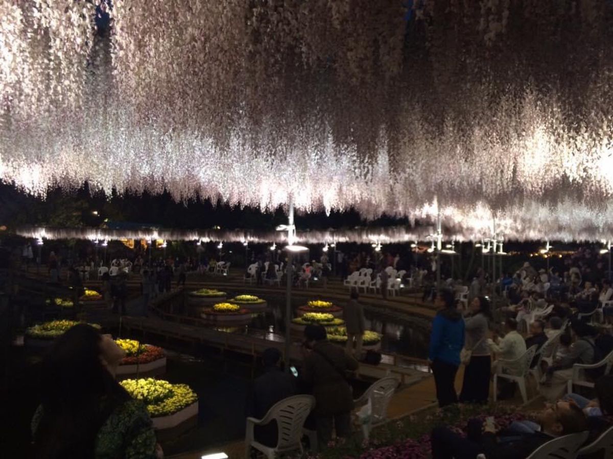 日光
益子
足利フラワーパーク