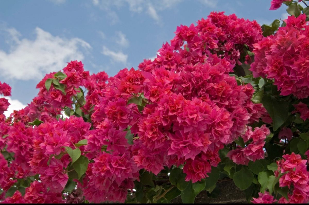 ●伊良部島のブーゲンビリア
●下地島のタッチアンドゴー
●光平安名崎の円盤...