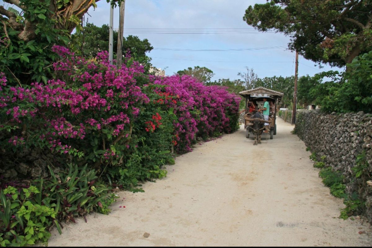 八重山列島
●竹富島　コンドイビーチ
●竹富島　ブーゲンビリアと牛車
●竹...