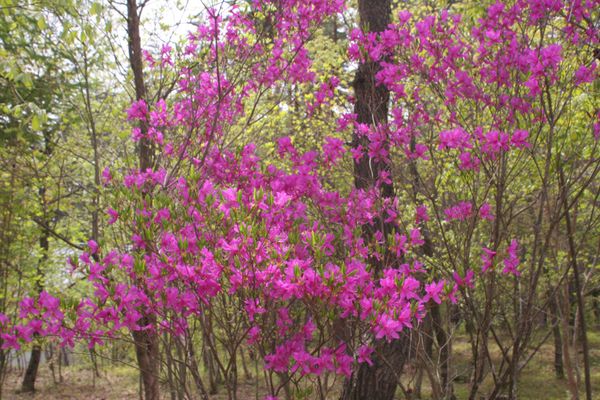 日本・長野県「2009GW 信州白馬」の写真