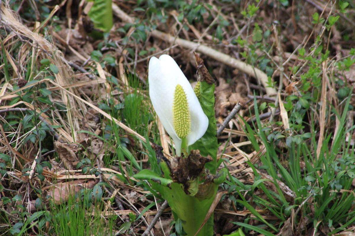 　森林公園でバードウォッチングも楽しみました。
　水芭蕉が咲いていました。