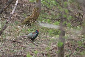 　森林公園でバードウォッチングも楽しみました。
　水芭蕉が咲いていました。