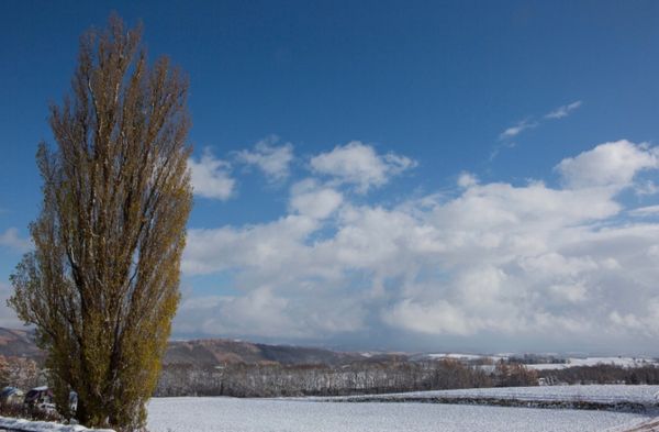 日本・北海道「美瑛・富良野　JALどこかにマイル旅３回目」の写真：北海道　
●美瑛　ケンとメリーの木
●美...