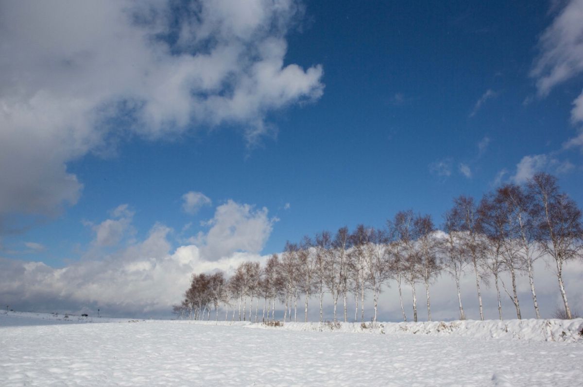 北海道　
●美瑛　ケンとメリーの木
●美瑛　運転中見つけた風景
●美瑛　運...