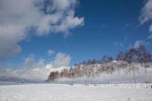北海道　
●美瑛　ケンとメリーの木
●美瑛　運転中見つけた風景
●美瑛　運...