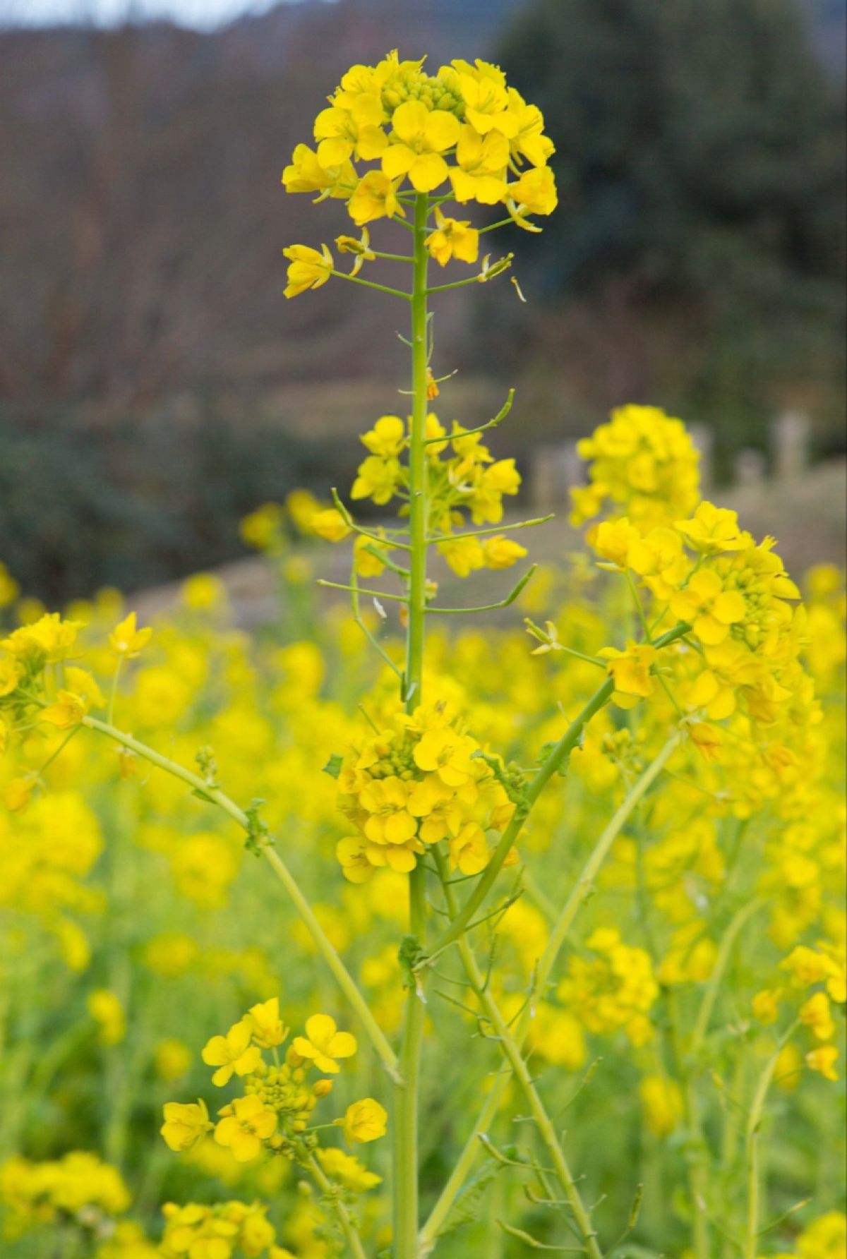 奈良県吉野郡天川村
●天河大辨財天社
●天河大辨財天社の手水の龍
奈良県明...