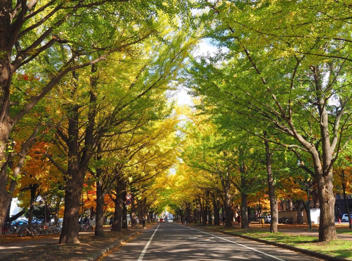 小樽
●小樽運河の夜景
●北海道大学の道
●北海道大学の道

小樽の夜景が...
