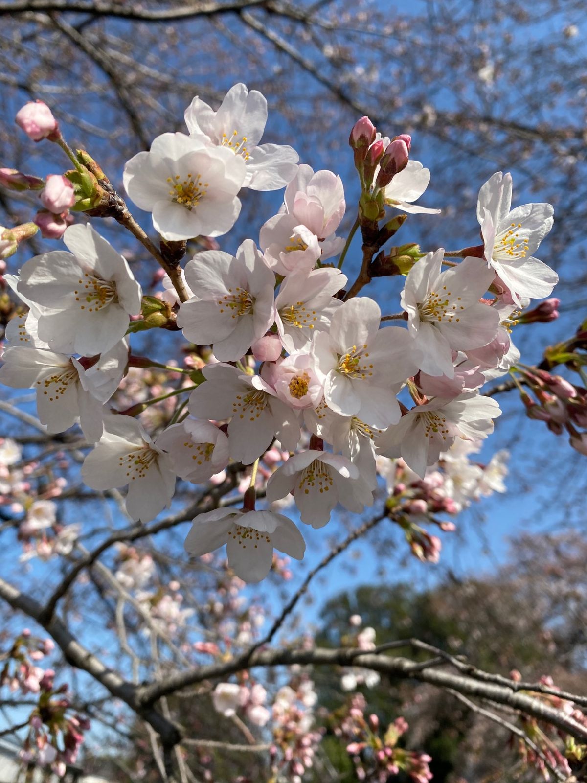 埼玉県深谷市
●JR深谷駅
●駅前の渋沢栄一像
●ほころび始めた桜
●菜の...