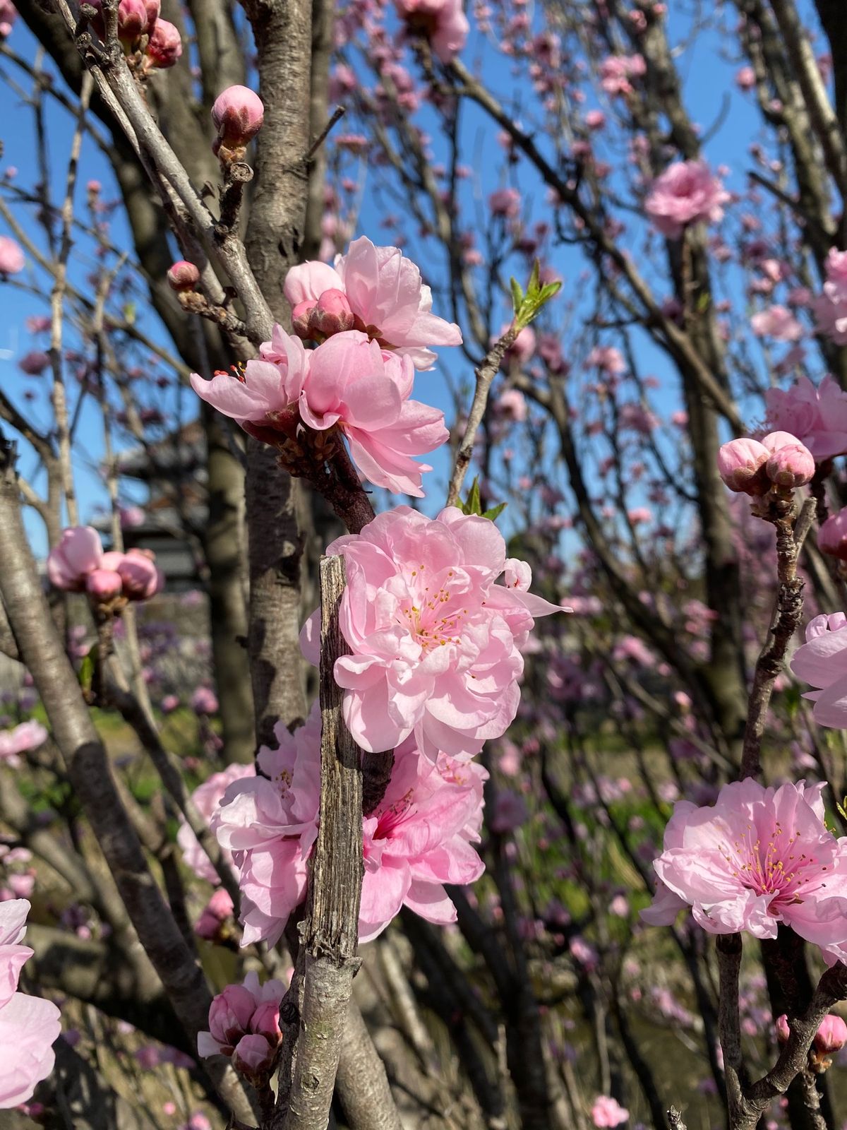 埼玉県深谷
●レトロな町並みの入り口
●古民家
●レトロな酒場
●梅の花
...