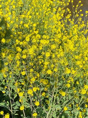 埼玉県深谷市
●JR深谷駅
●駅前の渋沢栄一像
●ほころび始めた桜
●菜の...