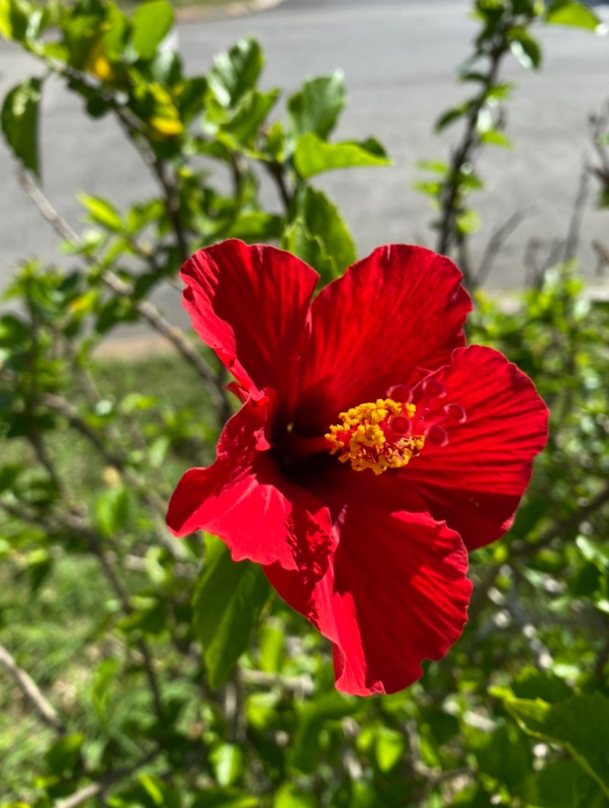 ホテル日航アリビラ
●アリビラのプールとニライビーチ
●アリビラの庭から見...