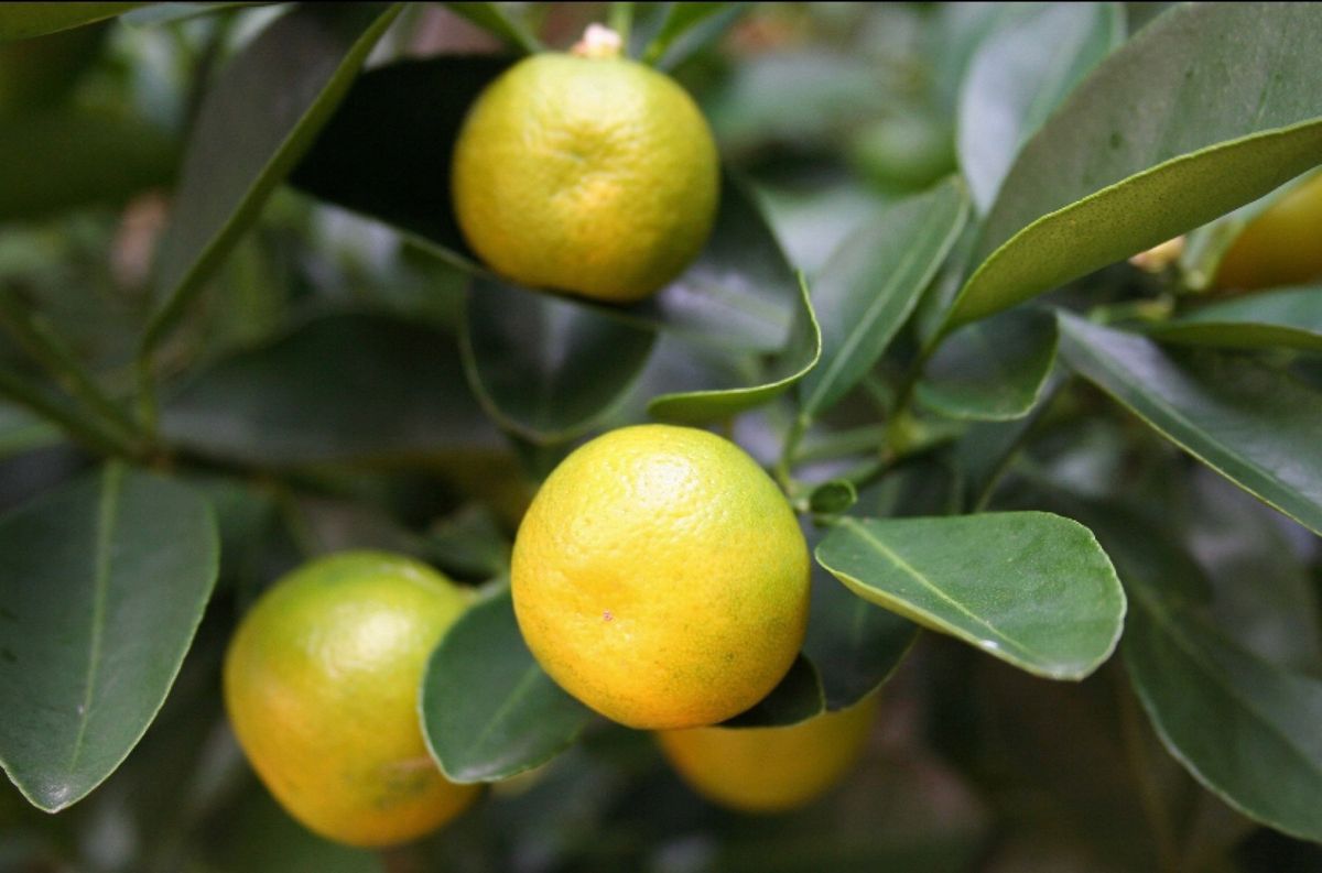 ホテル日航アリビラ
●ニライビーチ
●ハロウィンの飾り
●ハロウィンの飾り...