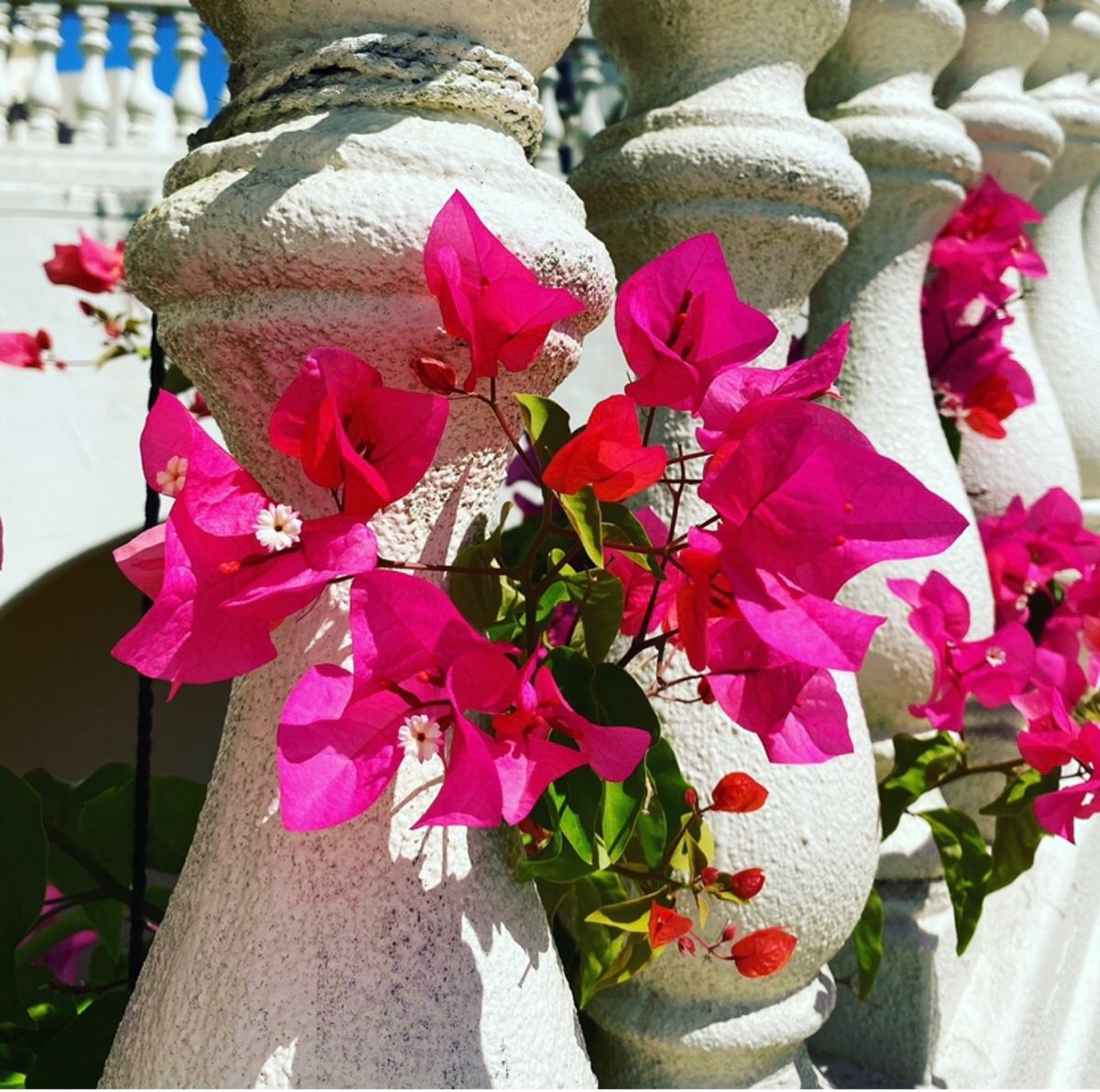 ホテル日航アリビラ
●アリビラのプールとニライビーチ
●アリビラの庭から見...