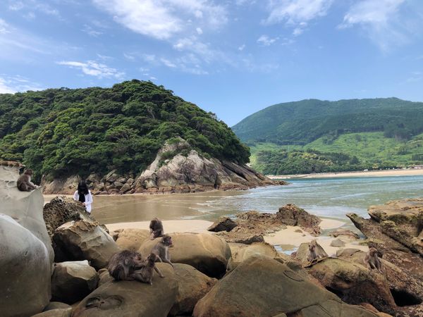 日本・宮崎「幸島　自然の猿」の写真