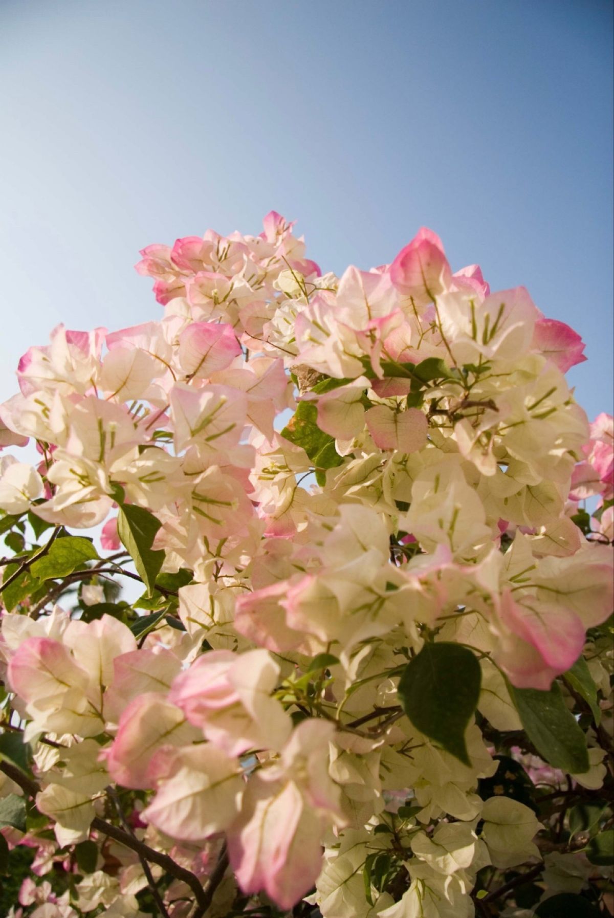 ●ホテル日航アリビラのニライビーチ
●万座毛
●古宇利島大橋
●白とピンク...